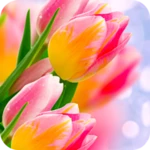 tulip wallpapers 4k android application logo